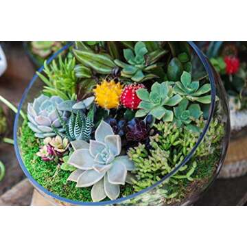 CYS EXCEL Glass Slant Cut Bubble Bowl (H-7" W-8") | Multiple Size Choices Slanted Globe Bowl Terrarium | Round Flower Vase Centerpiece