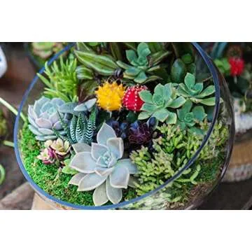 CYS EXCEL Glass Slant Cut Bubble Bowl (H-7" W-8") | Multiple Size Choices Slanted Globe Bowl Terrarium | Round Flower Vase Centerpiece