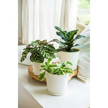 6.5" Plastic Pots for Plants with Trays, Indoor Set of 5 Plastic Planters Modern Flower Plant Pot with Drainage Hole for All House Plants, Herbs, Flowers, and Seeding Nursery, Cream White