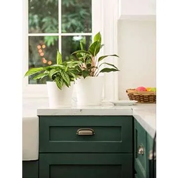 6.5" Plastic Pots for Plants with Trays, Indoor Set of 5 Plastic Planters Modern Flower Plant Pot with Drainage Hole for All House Plants, Herbs, Flowers, and Seeding Nursery, Cream White