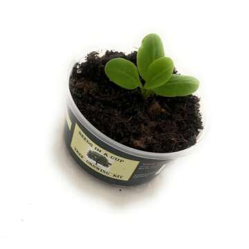 Olive Tree Seed Starter Grow Kit for Home Gardening