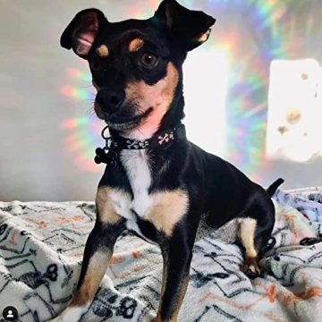 Cat Moon 18 Star Window Clings - Deter Birds & Decorate!