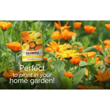 Vibrant Calendula Seeds for Beautiful Gardens and Herbal Uses