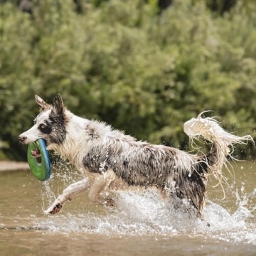 Chuckit! Zipflight Flying Disc for Fun Fetching