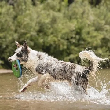 Chuckit! Zipflight Flying Disc for Fun Fetching