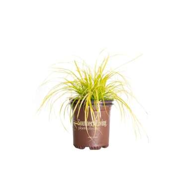 2.5 Qt - Evercolor 'Everillo' Carex, Ornamental Grass with Bright Yellow/Green Foliage, Southern Living Plant Collection