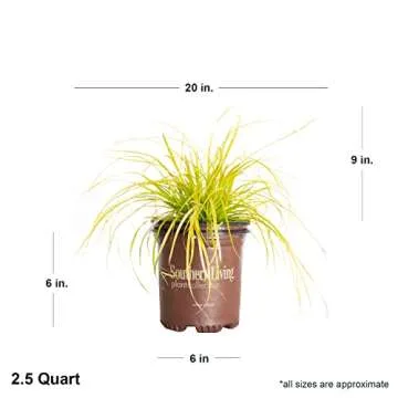 2.5 Qt - Evercolor 'Everillo' Carex, Ornamental Grass with Bright Yellow/Green Foliage, Southern Living Plant Collection