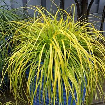 2.5 Qt - Evercolor 'Everillo' Carex, Ornamental Grass with Bright Yellow/Green Foliage, Southern Living Plant Collection