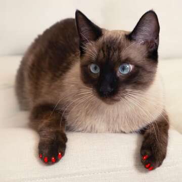 Soft Claws Nail Caps for Cats - No More Scratches!