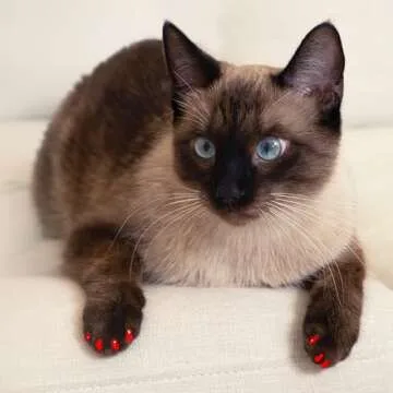 Soft Claws Nail Caps for Cats - No More Scratches!