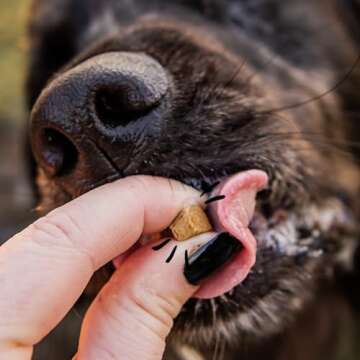 Spot & Tango Beef Dog Training Treats - 100% Natural