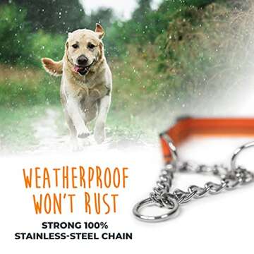 Mighty Paw Martingale Dog Collar 2.0 | Trainer Approved Limited Slip Collar with Stainless Steel Chain & Heavy Duty Buckle - Modified Cinch for Gentle & Effective Pet Training - Medium, Orange