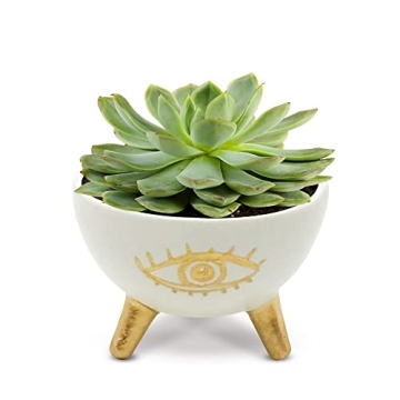 SLS SUPPLY FLORA - Gold Evil Eye Ring Bowl, Modern Table Top Planter and Ceramic Jewelry Dish, Small...