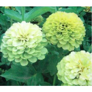 100+ Green Envy Zinnia Seeds - Exquisite Heirloom Chartreuse Blooms