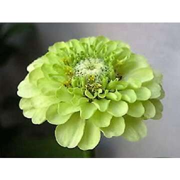 100+ Green Envy Zinnia Seeds Non-GMO Heirloom Blooms