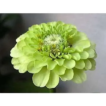 100+ Green Envy Zinnia Seeds Non-GMO Heirloom Blooms