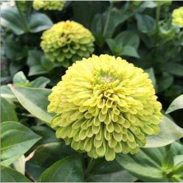 100+ Green Envy Zinnia Seeds Non-GMO Heirloom Blooms
