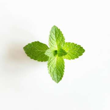 Organic Mouthwash for Whiter Teeth & Fresher Breath