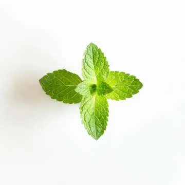 Organic Mouthwash for Whiter Teeth & Fresher Breath