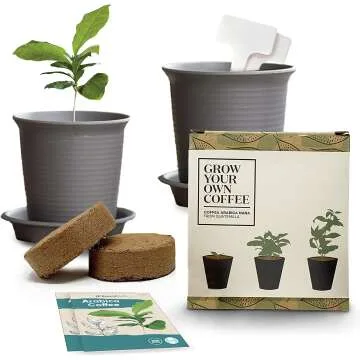 Coffee Plant Kit: Grow Your Own Arabica Coffee at Home