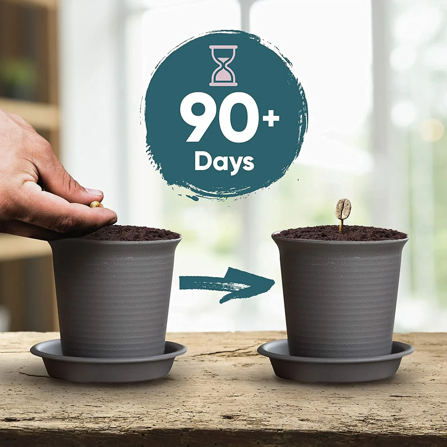Coffee Plant Kit: Grow Your Own Arabica Coffee at Home