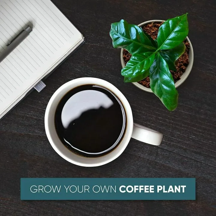 Coffee Plant Kit: Grow Your Own Arabica Coffee at Home