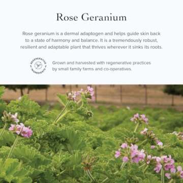 evanhealy Rose Vetiver Moisturizer | Facial Cream for All Skin Types - Lightweight Formula Packed with Antioxidants - Balancing for All Skin Types