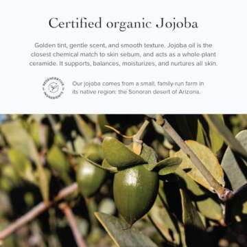 evanhealy Rose Vetiver Moisturizer | Facial Cream for All Skin Types - Lightweight Formula Packed with Antioxidants - Balancing for All Skin Types