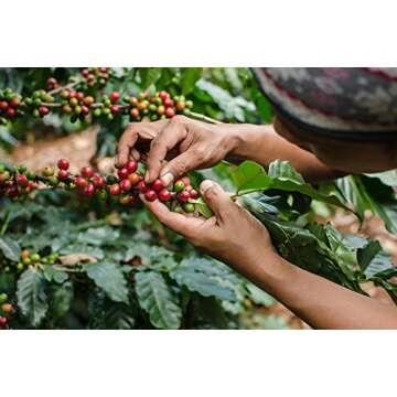 Java Planet - Coffee Beans, Organic Coffee Sampler Pack, Whole Bean Variety Pack, Arabica Gourmet Sp...