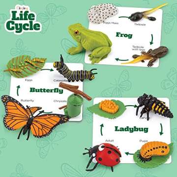 Life Cycle Science Kit Montessori Realistic Figurine, Kids Animal Matching Game with Frog, Ladybug and More Includes 12 Piece, Fun Learning Education Toys Stocking Stuffers for Children 3 4 5 6 7 8
