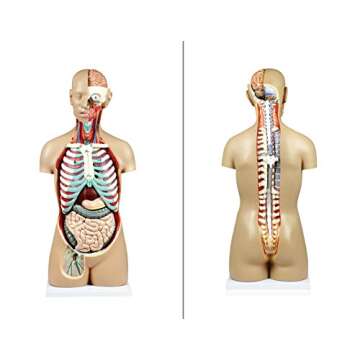 Parco Scientific PB00004 17 Parts Sexless Human Torso | Open Back Exposes Muscular Layers, Vertebral Volume, Nerve Branches | Neck Dissected Shows Muscular, Neural, Vascular and Glandular Structure