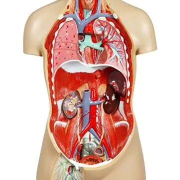 Parco Scientific PB00004 17 Parts Sexless Human Torso | Open Back Exposes Muscular Layers, Vertebral Volume, Nerve Branches | Neck Dissected Shows Muscular, Neural, Vascular and Glandular Structure