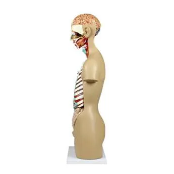 Parco Scientific PB00004 17 Parts Sexless Human Torso | Open Back Exposes Muscular Layers, Vertebral Volume, Nerve Branches | Neck Dissected Shows Muscular, Neural, Vascular and Glandular Structure