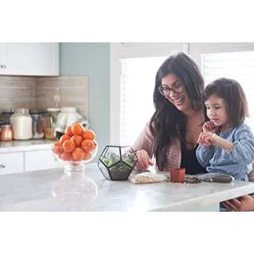 Shop Succulents Live Assorted Succulent Cuttings Collection