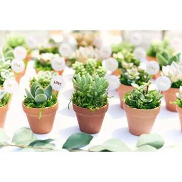 Shop Succulents Live Assorted Succulent Cuttings Collection