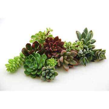 Shop Succulents Live Assorted Succulent Cuttings Collection