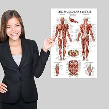 Anatomy Poster Set - 3 Pack of Durable Charts Online