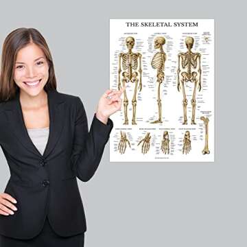 Anatomy Poster Set - 3 Pack of Durable Charts Online