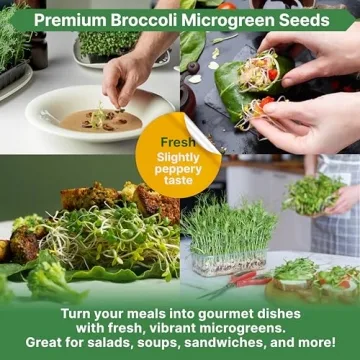 Non-GMO Broccoli Microgreens Seeds Kit for Home Gardening