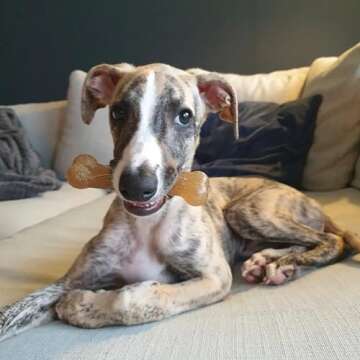 Nylabone New Puppy Starter Kit, 2 Chew Toys and 1 Natural Treat for Puppies, Bacon & Chicken Flavor, Small - Up to 25 lbs, 3 Pack