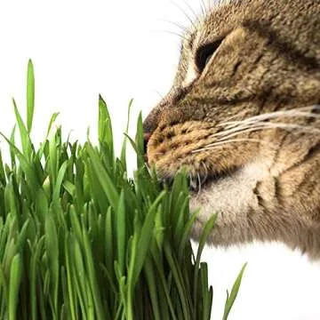 Handy Pantry Organic Cat Grass Kit - Includes 3 Trays, Soil Pucks, and 3 Packs Non GMO Wheatgrass Seed - A Healthy Treat For Cats, Dogs, Rabbits, More