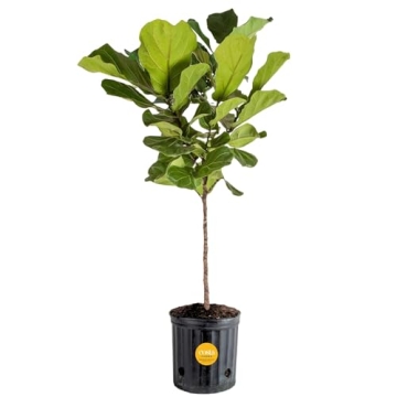 Costa Farms Fiddle Leaf Fig Tree, Live Indoor Floor Plant in Nursery Grow Pot, Clean Air Purifying H...