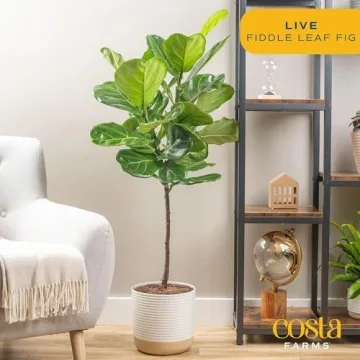 Costa Farms Fiddle Leaf Fig Tree - Indoor Plant Gift