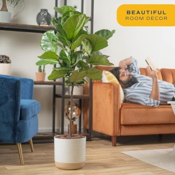 Costa Farms Fiddle Leaf Fig Tree - Indoor Plant Gift