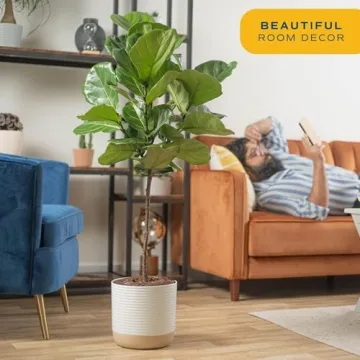 Costa Farms Fiddle Leaf Fig Tree - Indoor Plant Gift
