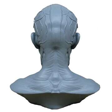 airgoesin Human Model Craft Anatomy Skull Head Muscle Bone Medical Artist Drawing Study (Blue)