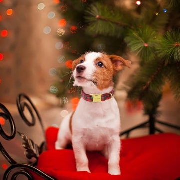 Unique Style Paws Dog Collar for All Dogs - Soft and Adjustable