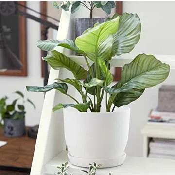 Self-Watering GardenBasix Plant Pots for Every Home