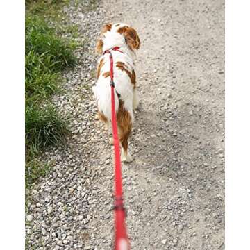 EzyDog Zero Shock Lite Bungee Dog Leash for Small Dogs - Perfect for Dogs 26 lbs or Less - Shock Absorbing Design for Superior Comfort and Control - Reflective for Nighttime Safety (72". Black)