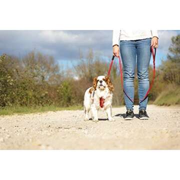 EzyDog Zero Shock Lite Bungee Dog Leash for Small Dogs - Perfect for Dogs 26 lbs or Less - Shock Absorbing Design for Superior Comfort and Control - Reflective for Nighttime Safety (72". Black)